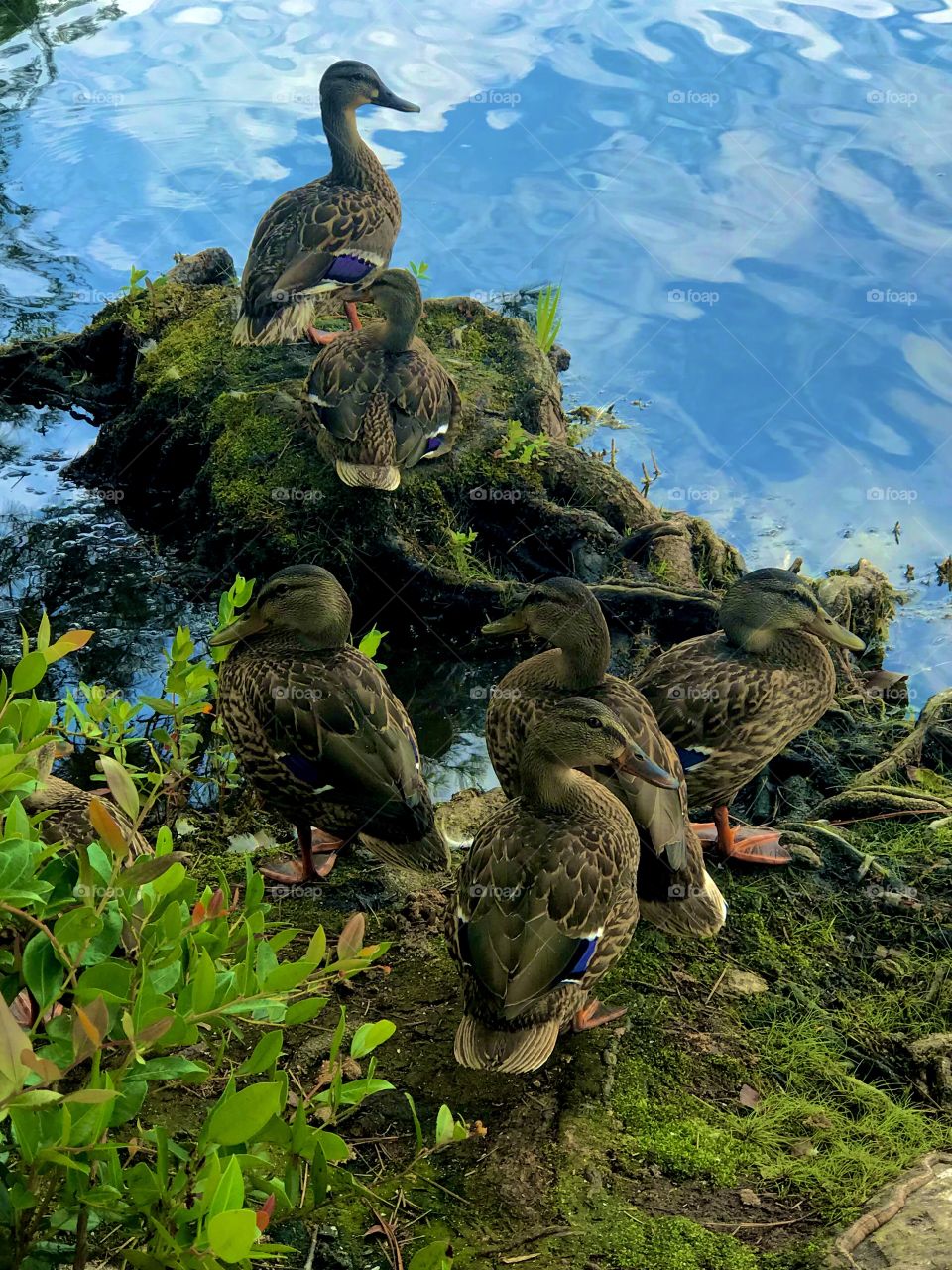 Trying to get my ducks in a row