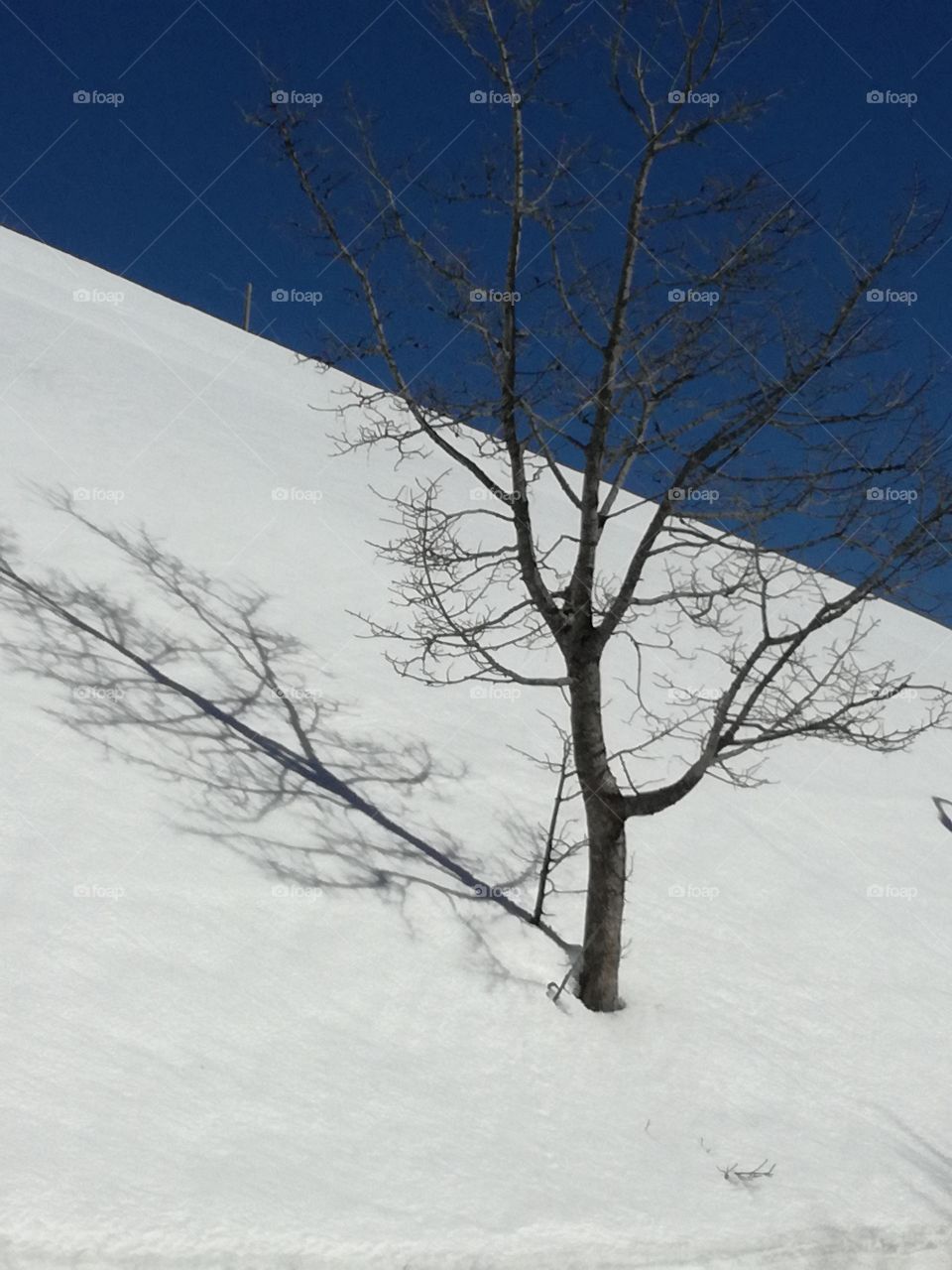 A tree and its shadow on the white and therapeutic snow