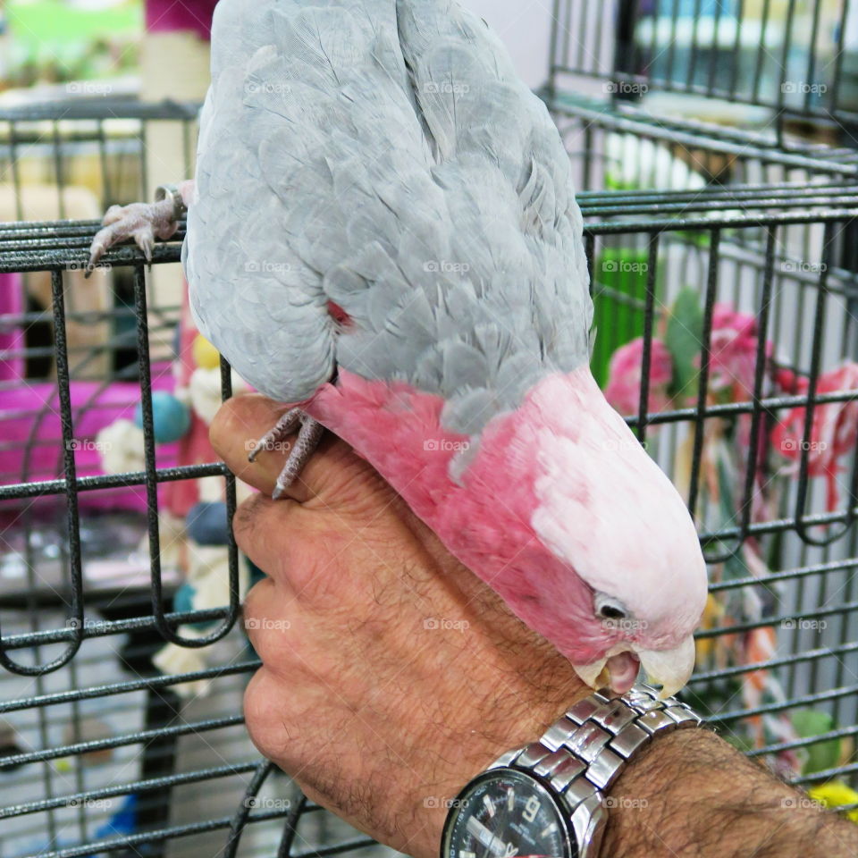 parrot. parrot on hand