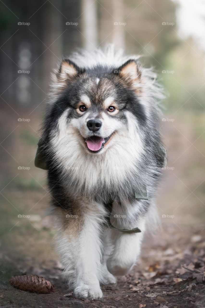 Portrait of a young Finnish Lapphund dog outdoors 