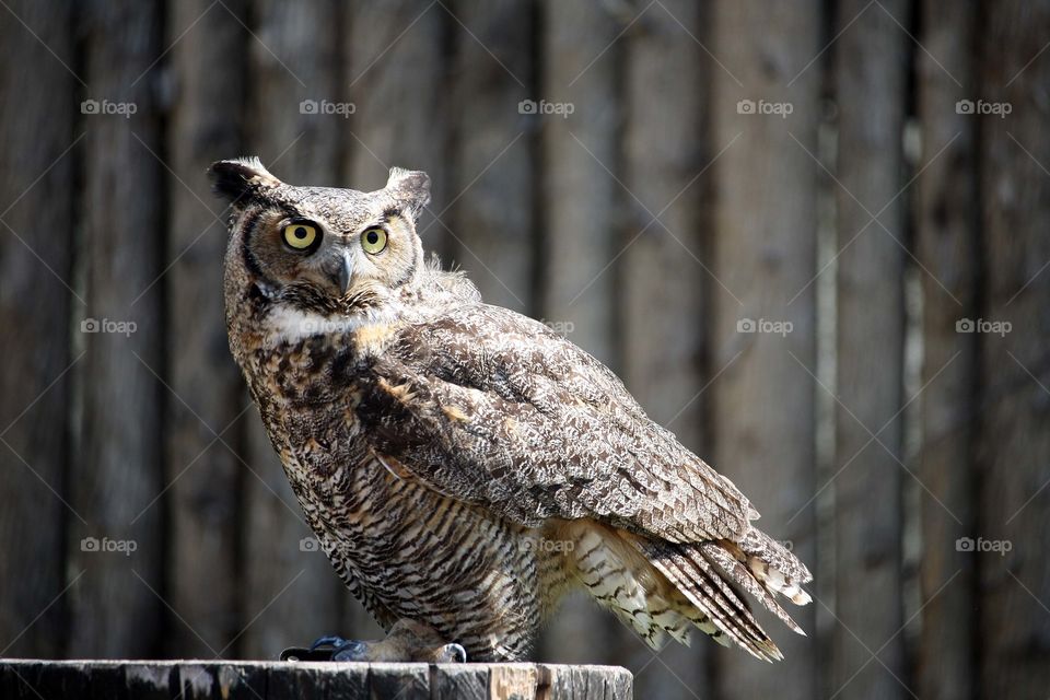 Portrait of an owl