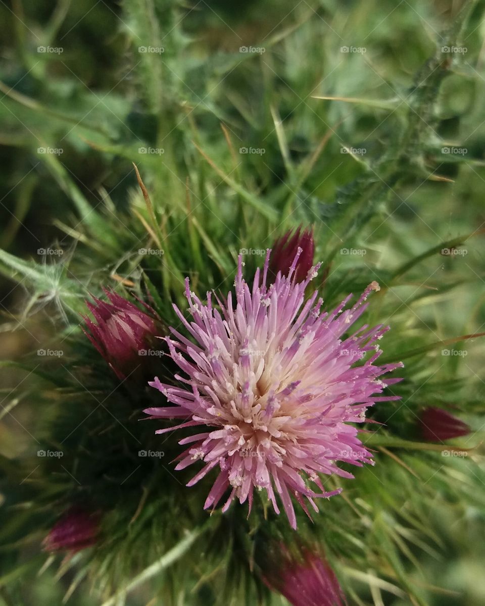 Thorny wild flower