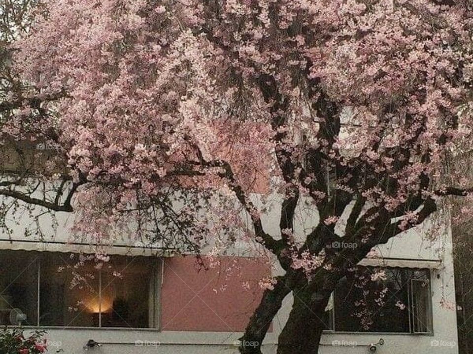 Sakura