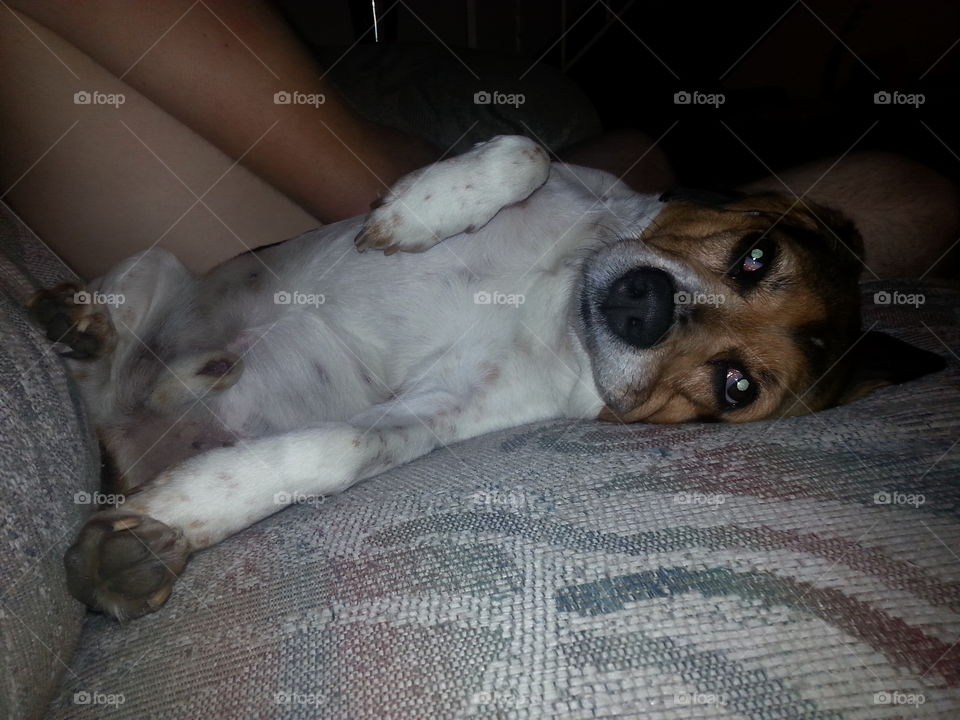 Dog, Pet, Mammal, Canine, Puppy