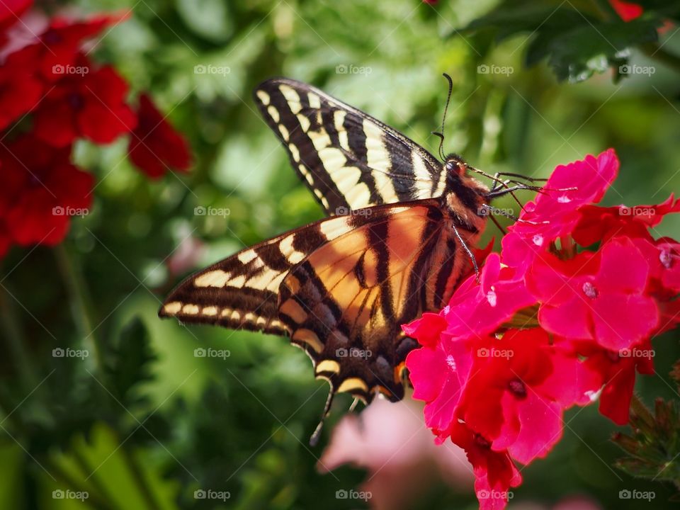 Butterfly. Early summer visitor