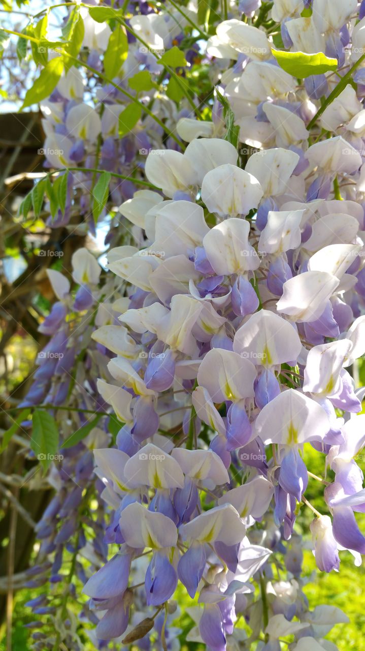 Wisteria (also spelled Wistaria or Wysteria) is a genus of flowering plants in the pea family, Fabaceae, that includes ten species of woody climbing bines native to the Eastern United States and to China, Korea, and Japan. Some species are popular ornamental plants