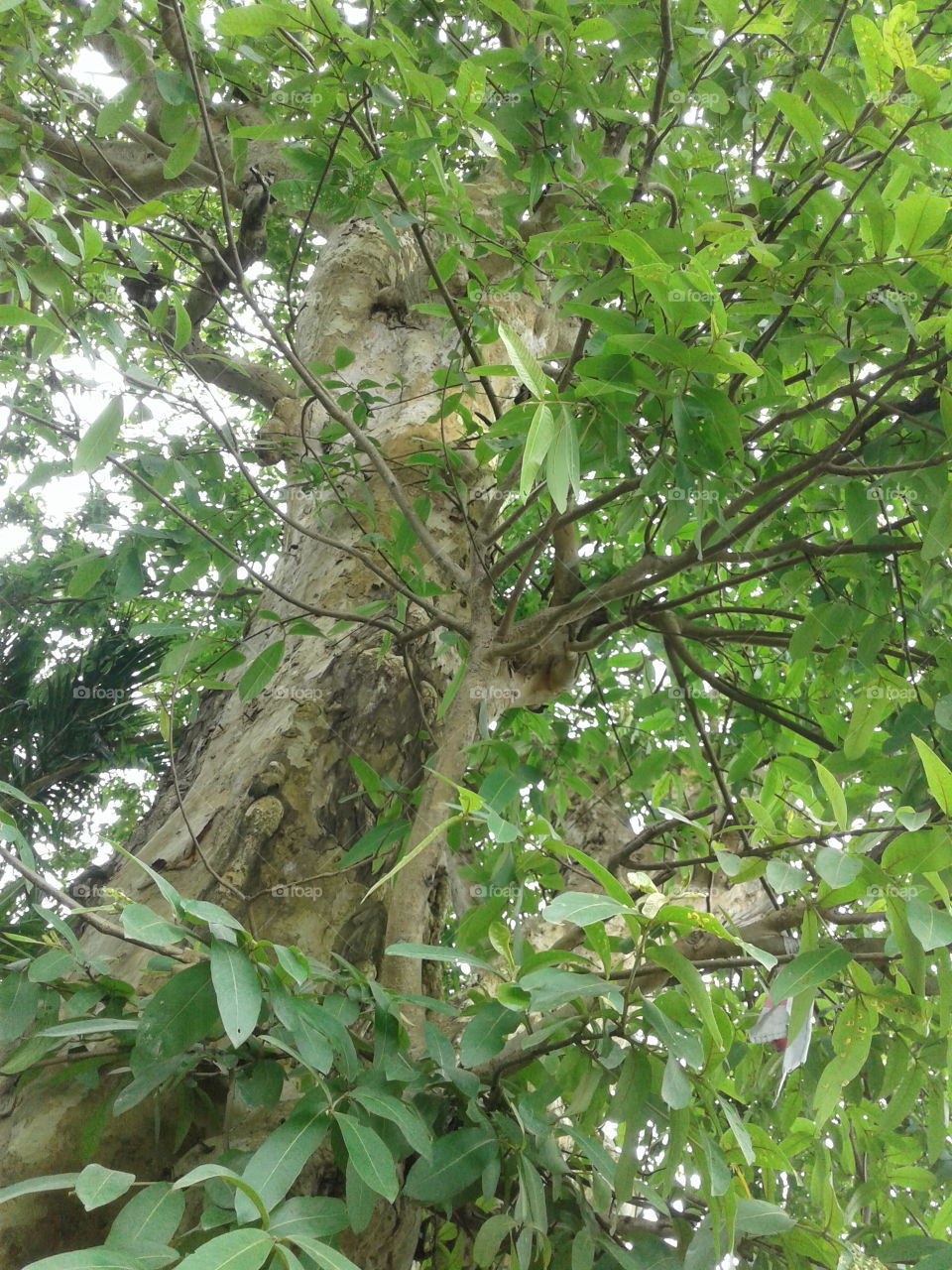 Terminalia Arjuna Tree