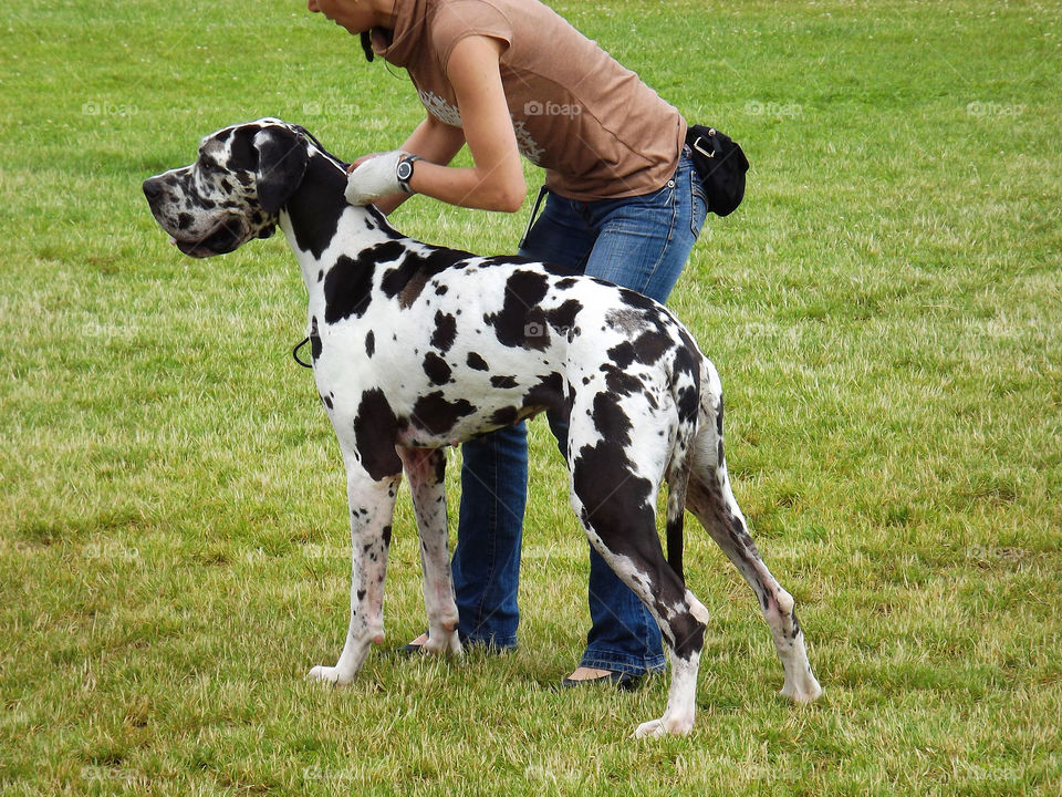 big dog. marble dog