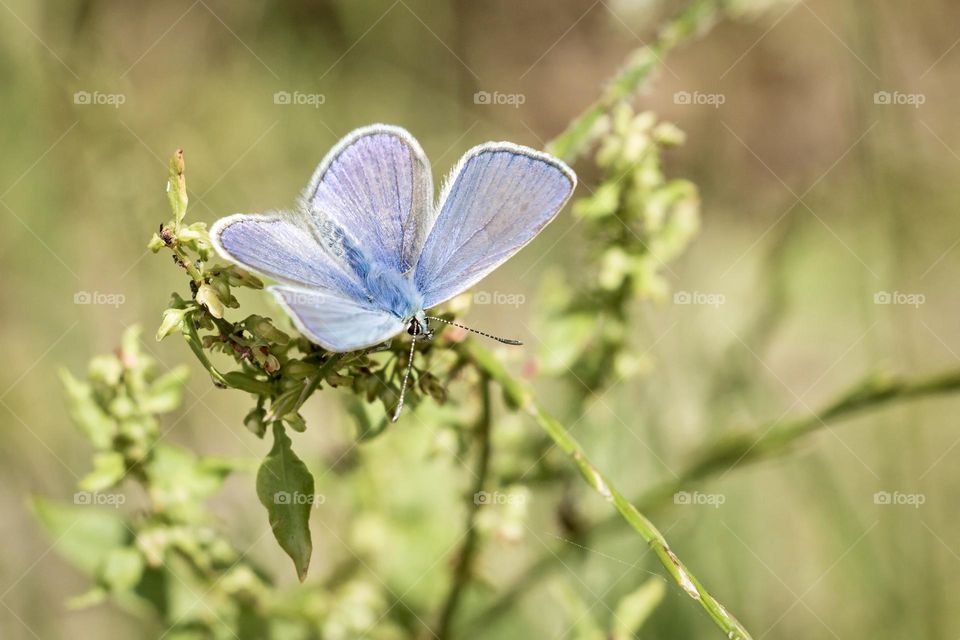 Blue butterfly on the plant