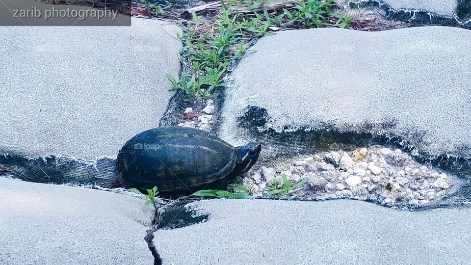 young peninsular cooter turtle moving for the marshes. Distinctive for the yellow markings in the shell and back of the head.