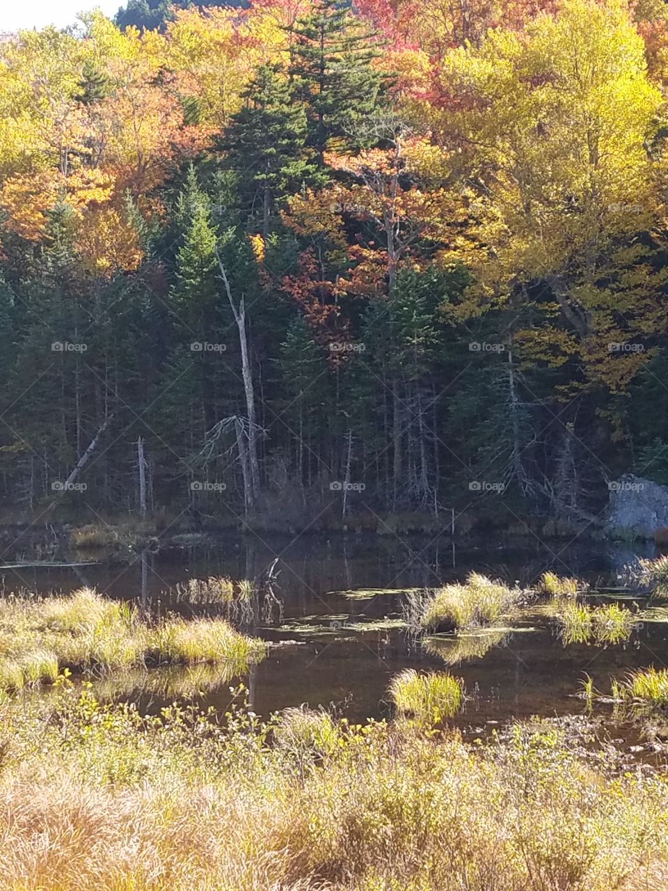 Autumn trees and lake