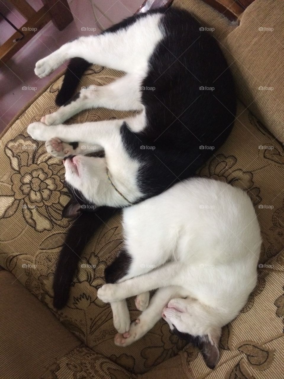 Two cat was sleepy at chair. Black and white color