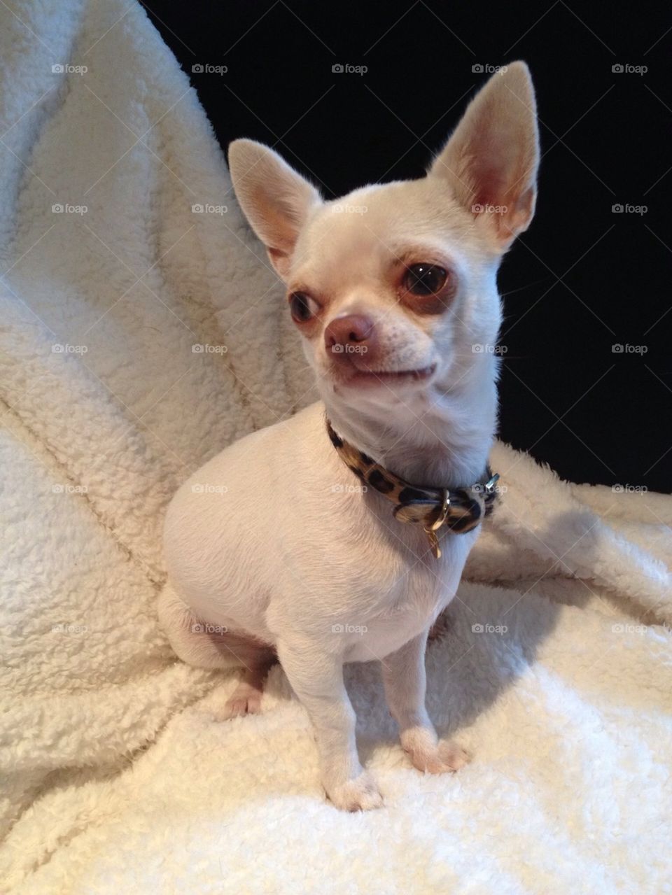 Beautiful White Chihuahua dog, love her.. My beautiful chihuahua girl Pearl, a KC white chihuahua 