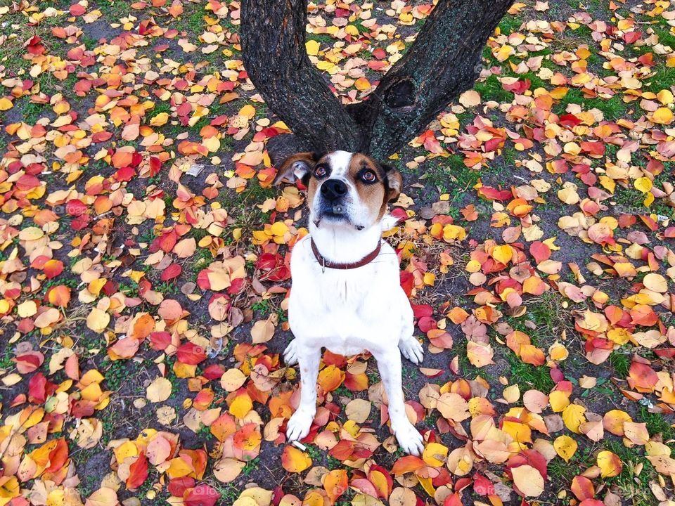 Funny dog pretending to be a tree. :)