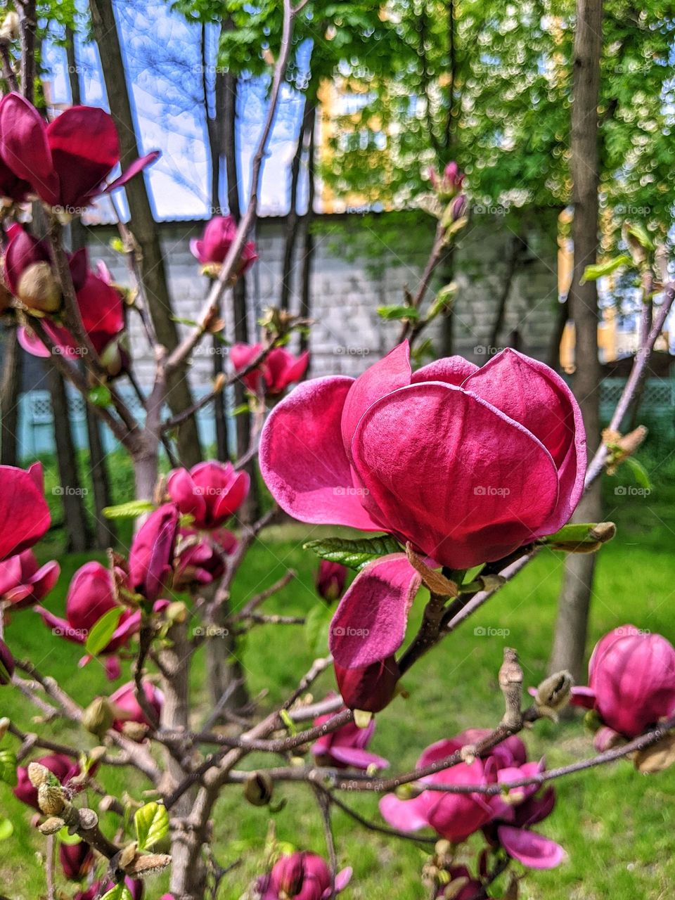 flowers