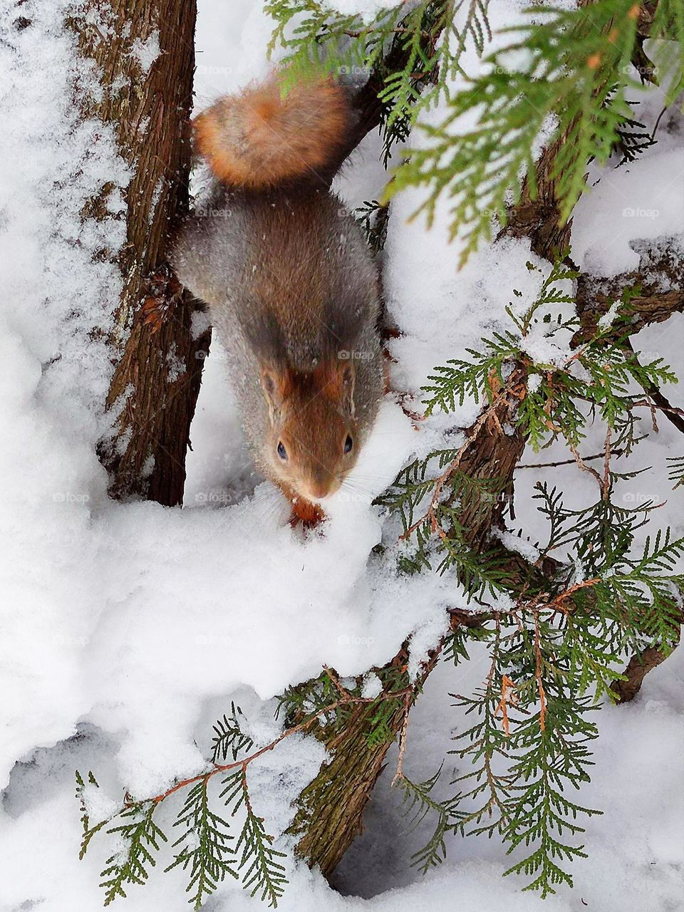 Nature.  A squirrel sits on a green fir covered with snow and looks at the camera