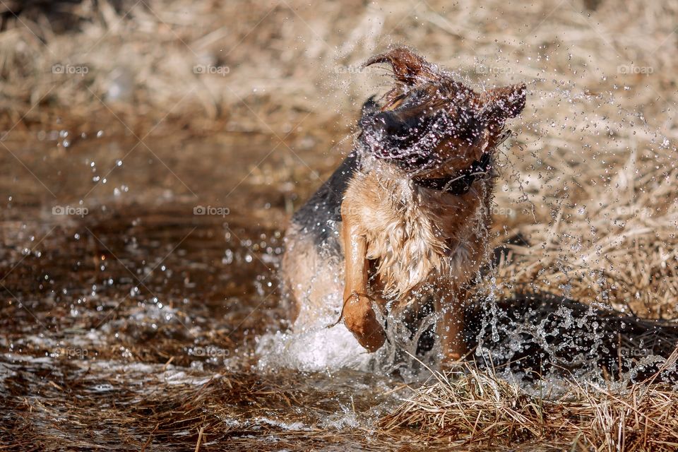 German shepherd dog outdoor have fun in a spring pond 