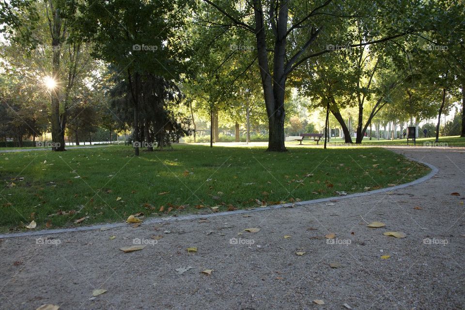 El árbol de jardín 