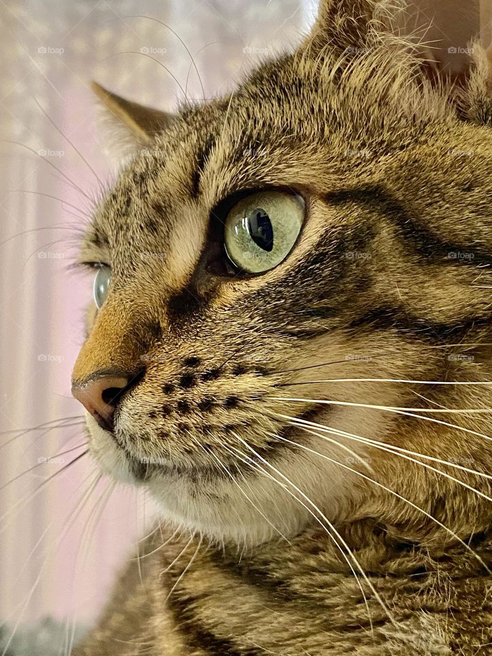 Side view of the face of a brown tabby cat with purple curtains in the background