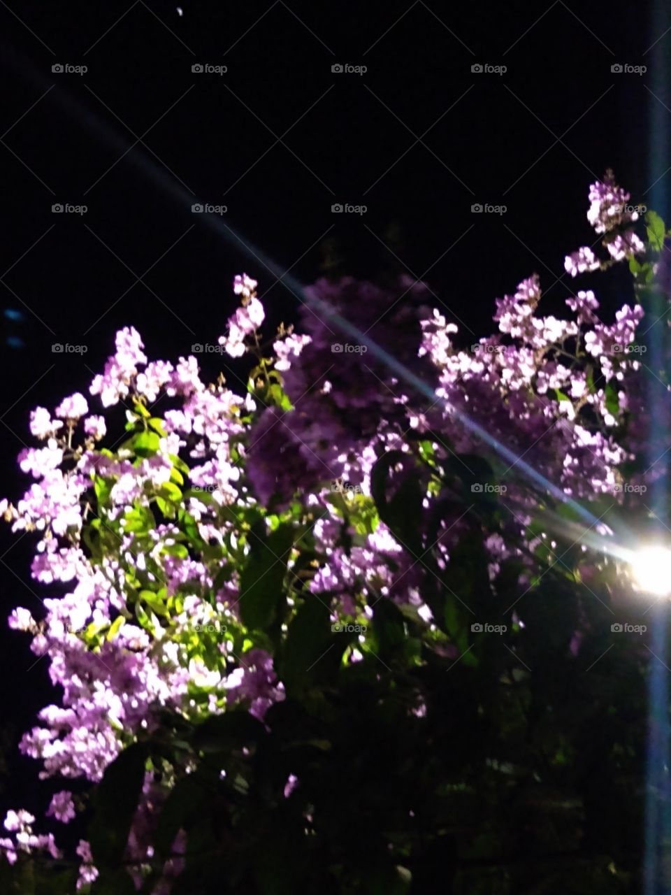 flores da noite