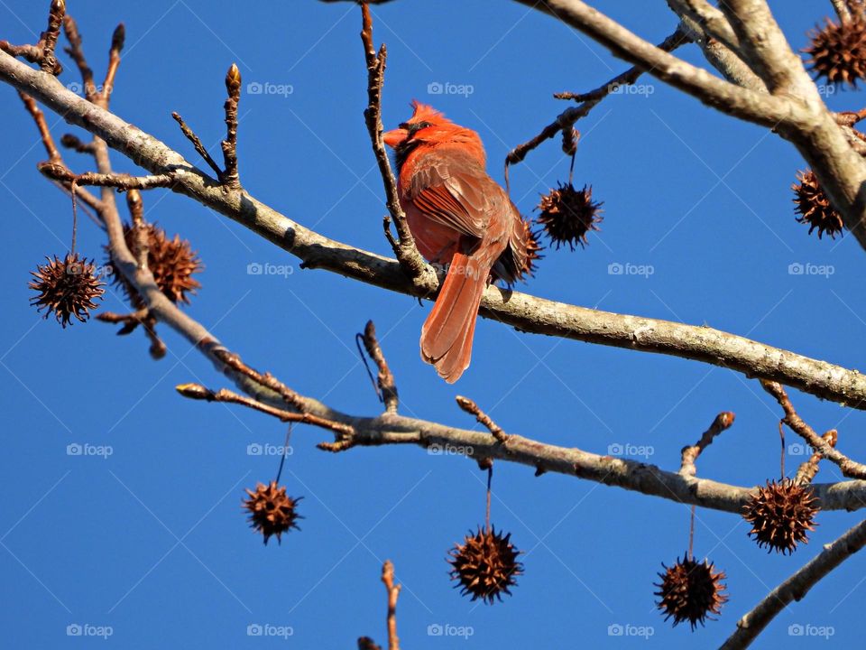 Cardinals also offer a bright spot of color in the winter; they're a symbol of hope and joy, particularly near the Christmas season. Breathtaking plumage 