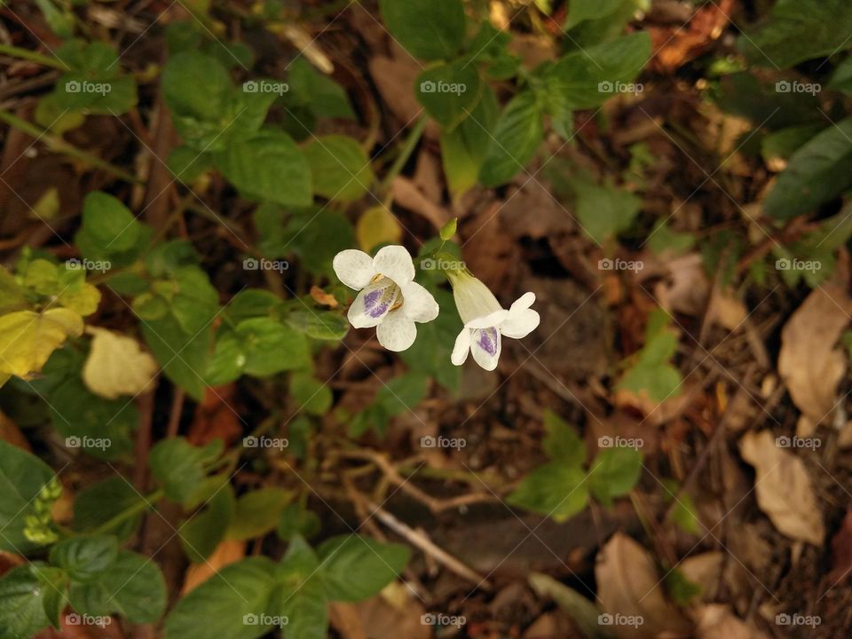 I don't know what kind of plant this is, obviously the plants are very interesting and very unique
