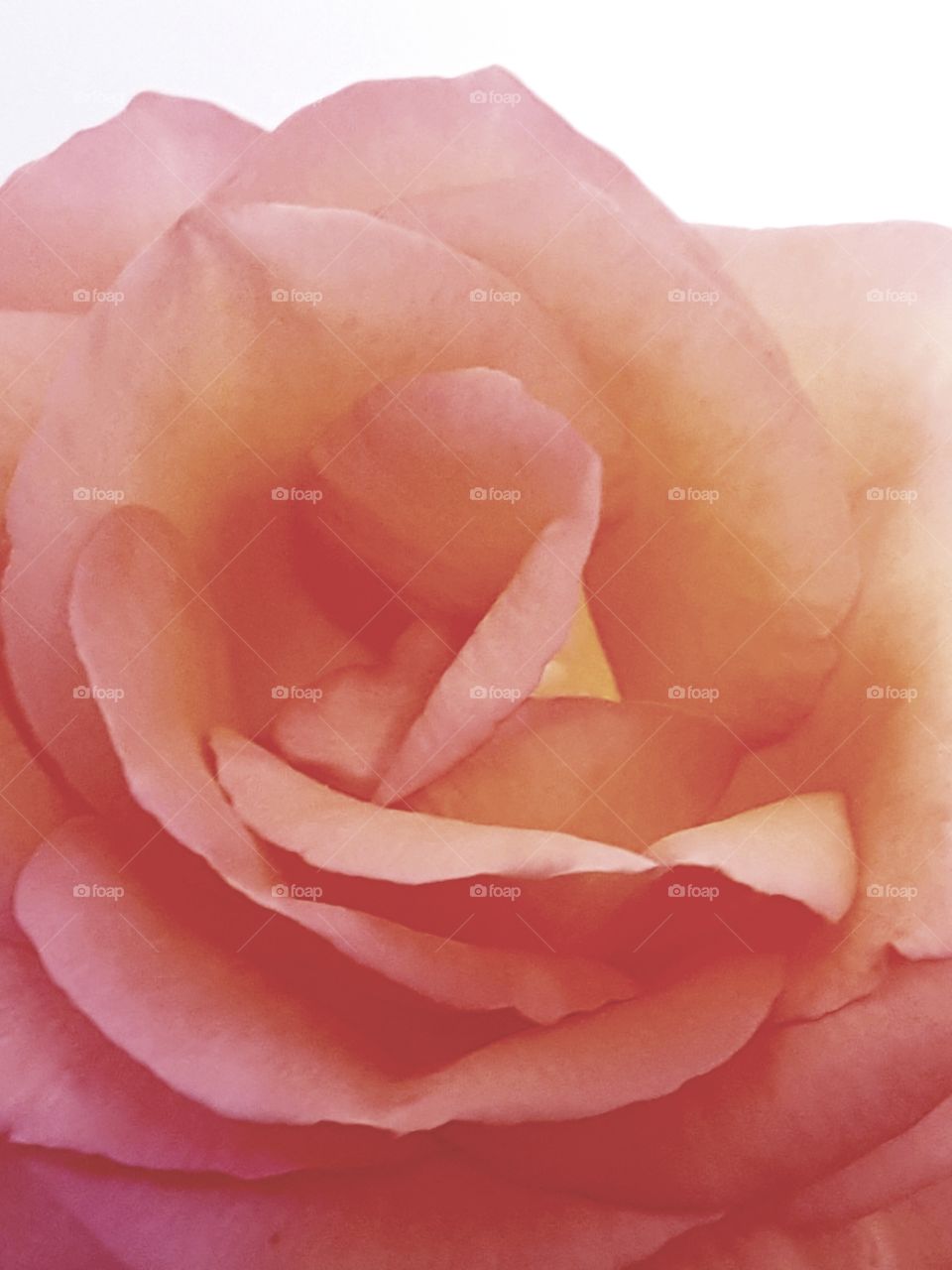 pink Rose