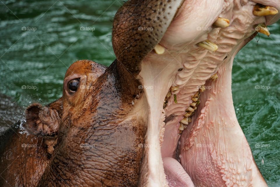 Wide Open Mouth Of A Hippo