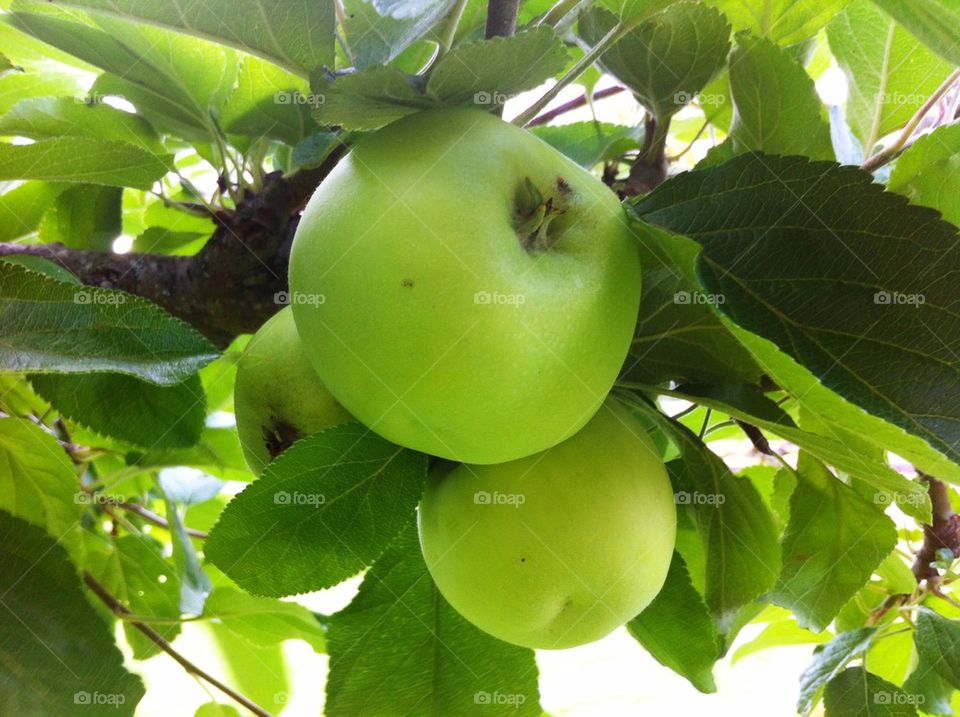 Fruit tree with green apples.