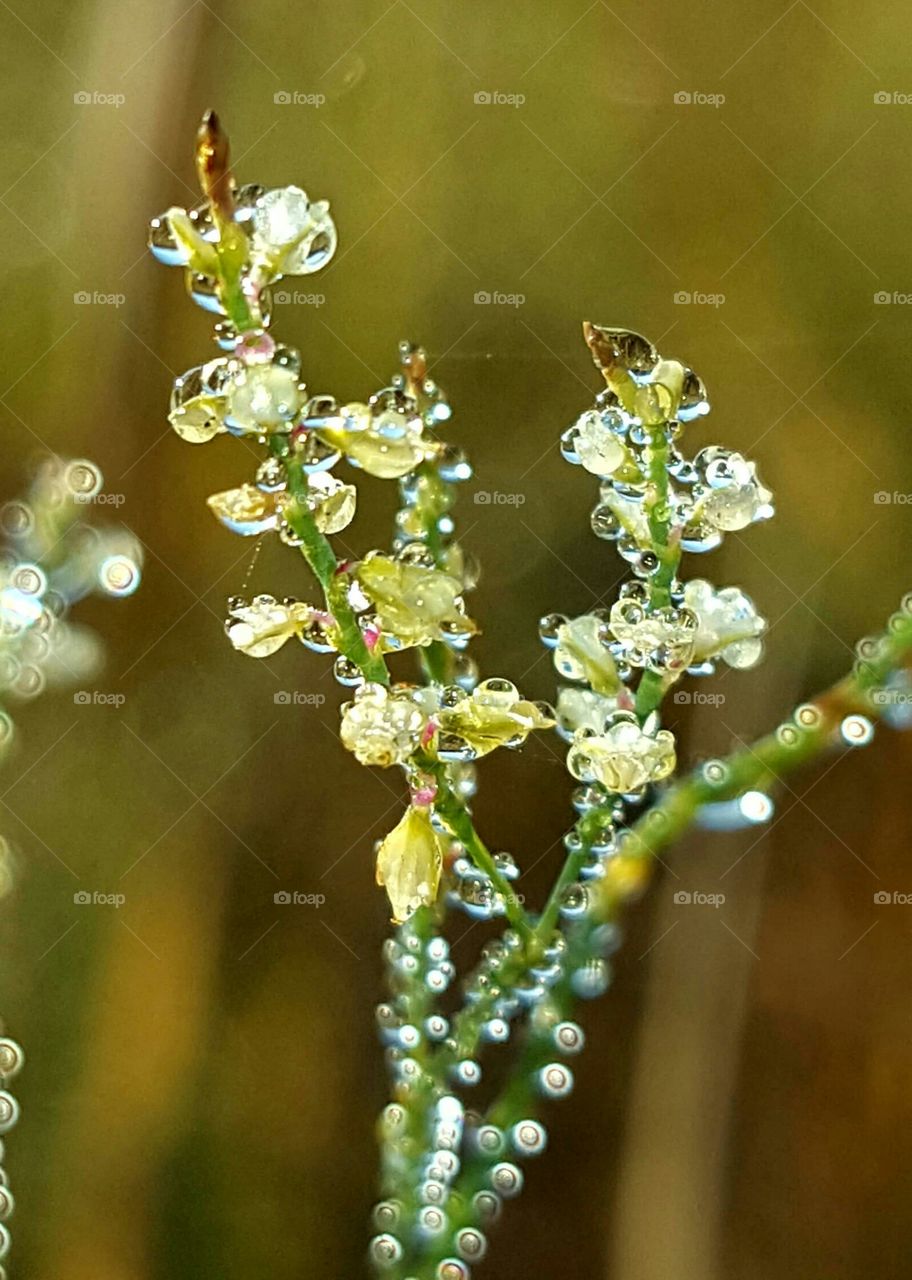 Nature, Rain, Leaf, Dew, Flora