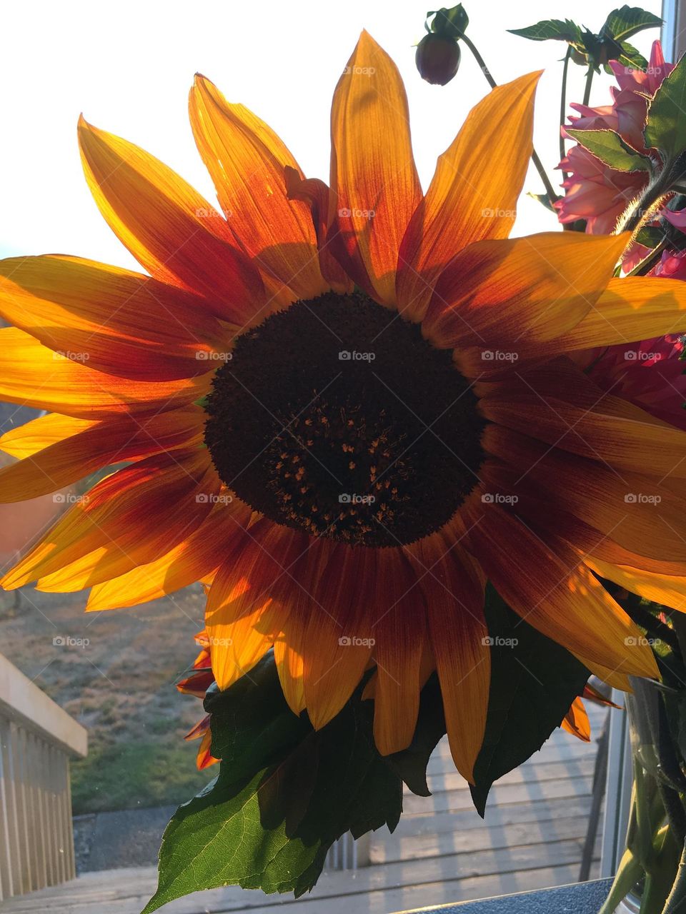 Sunflower bloom in sunset light