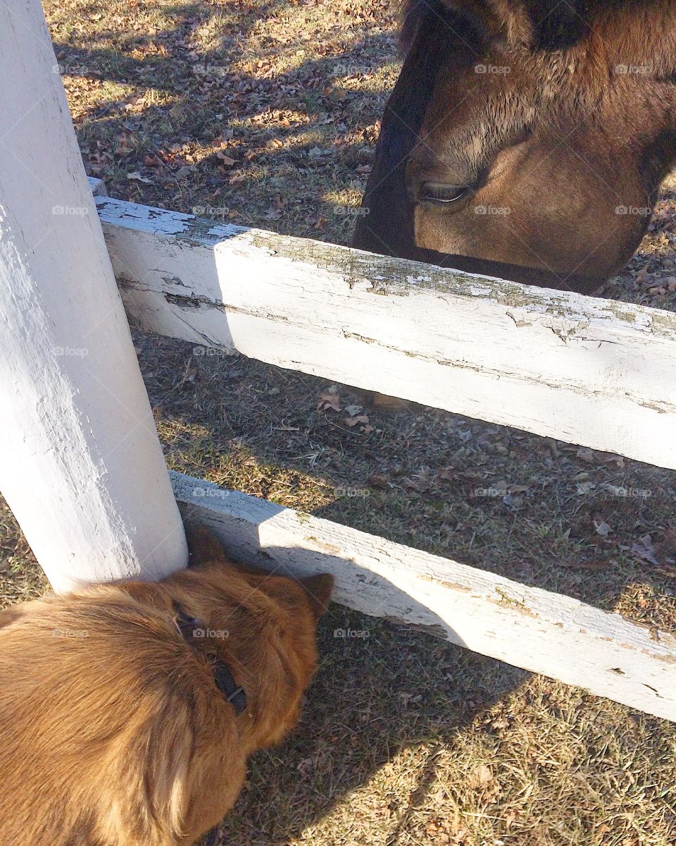 My dog who is now too fat to get under the fence, he’s trying to get by his thoroughbred horse friend in the pasture, there’s a gate but he refuses to do it the easy way! 