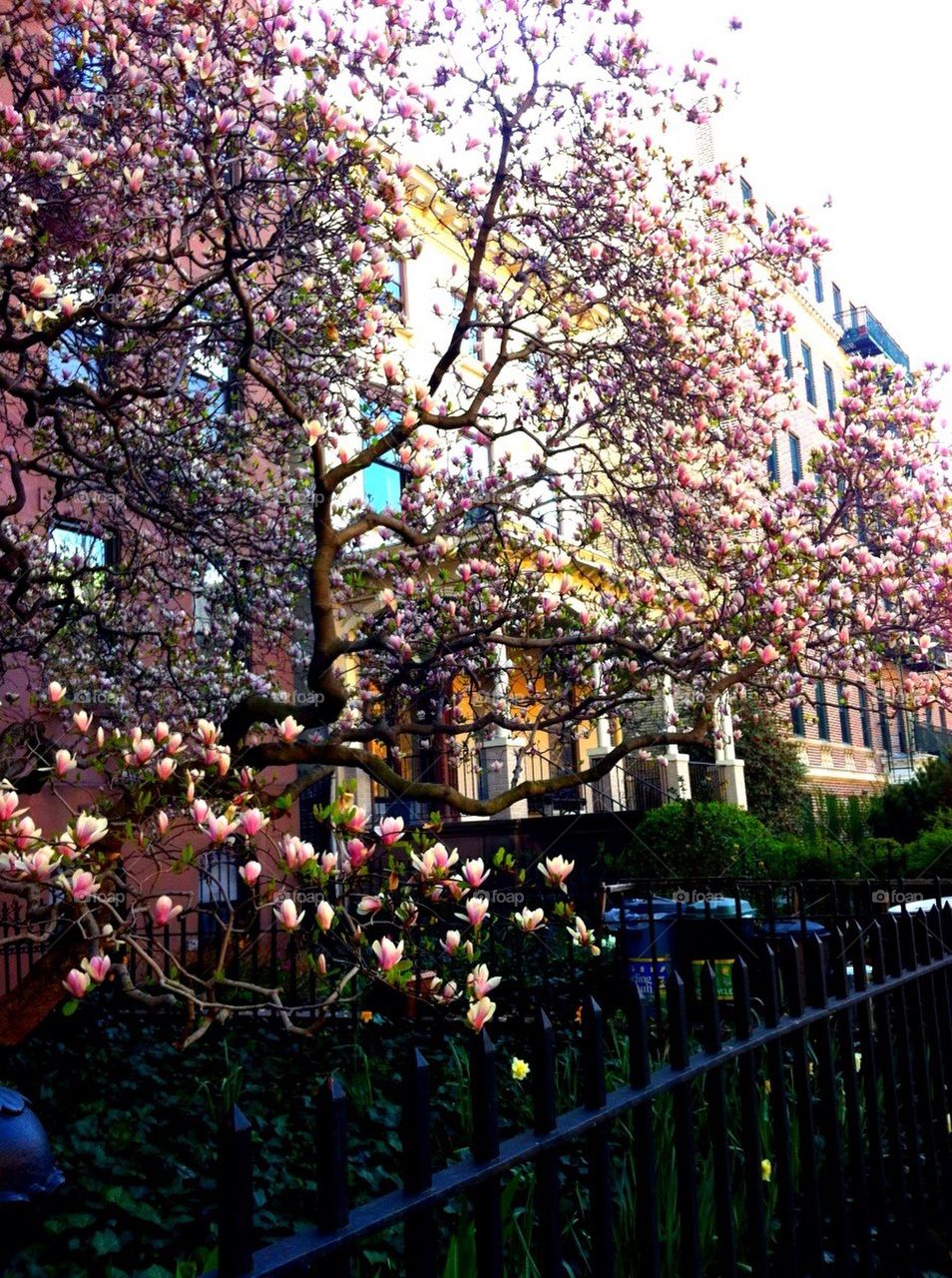Spring blooms in Brooklyn