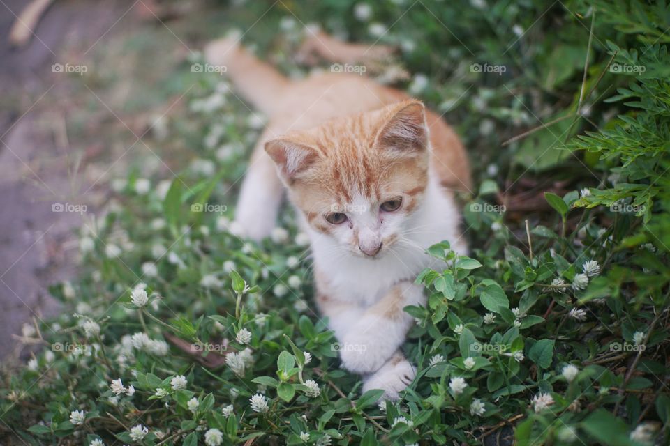 an orange cat plays in the garden