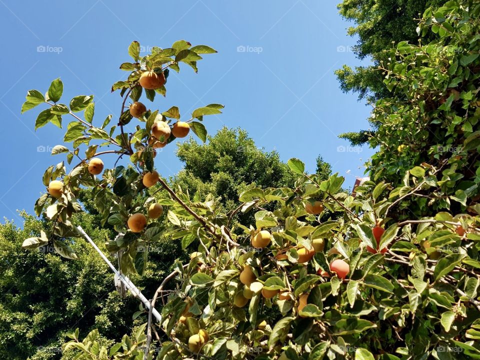 Fruit trees 