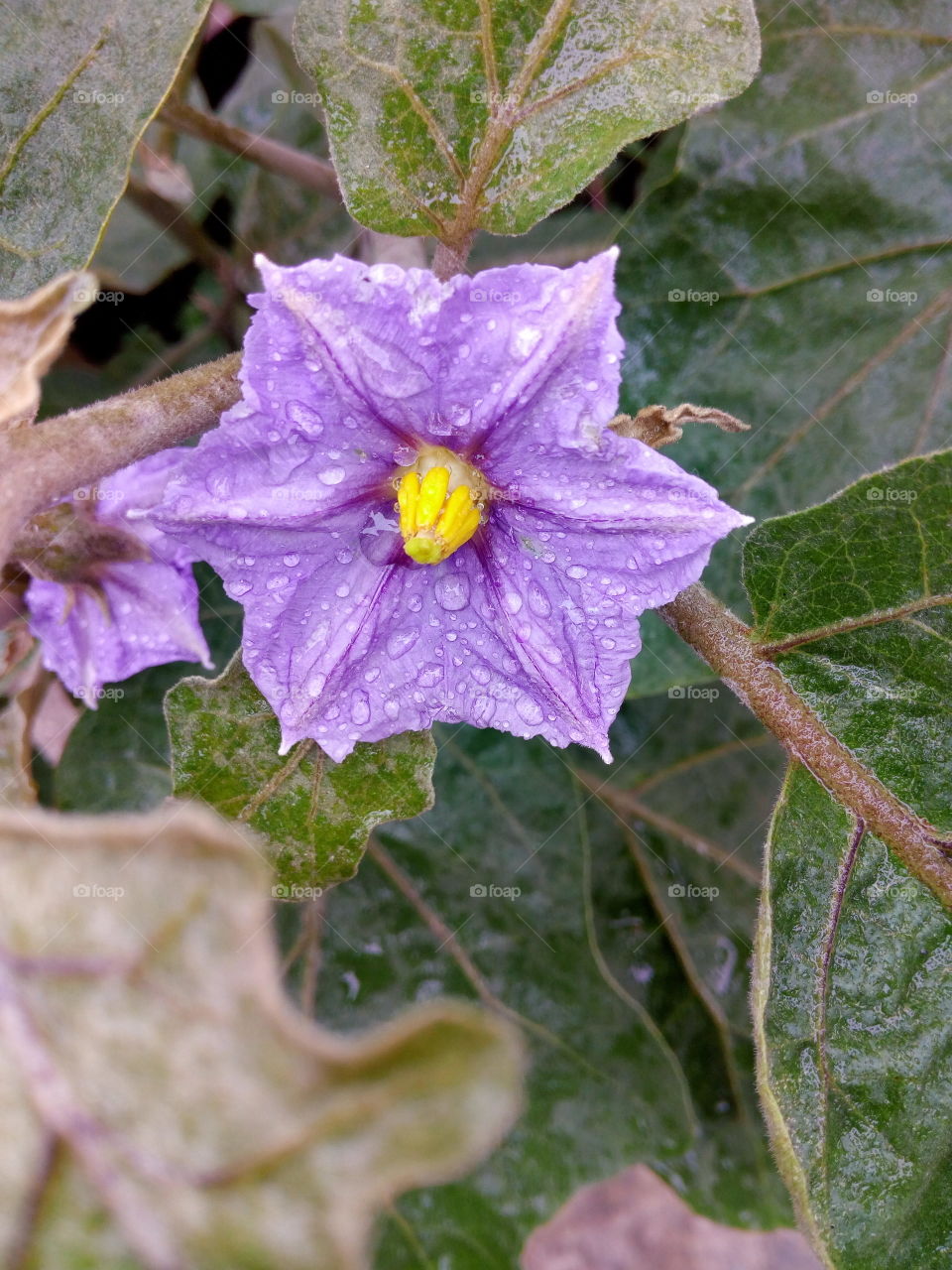 brinjal flower.