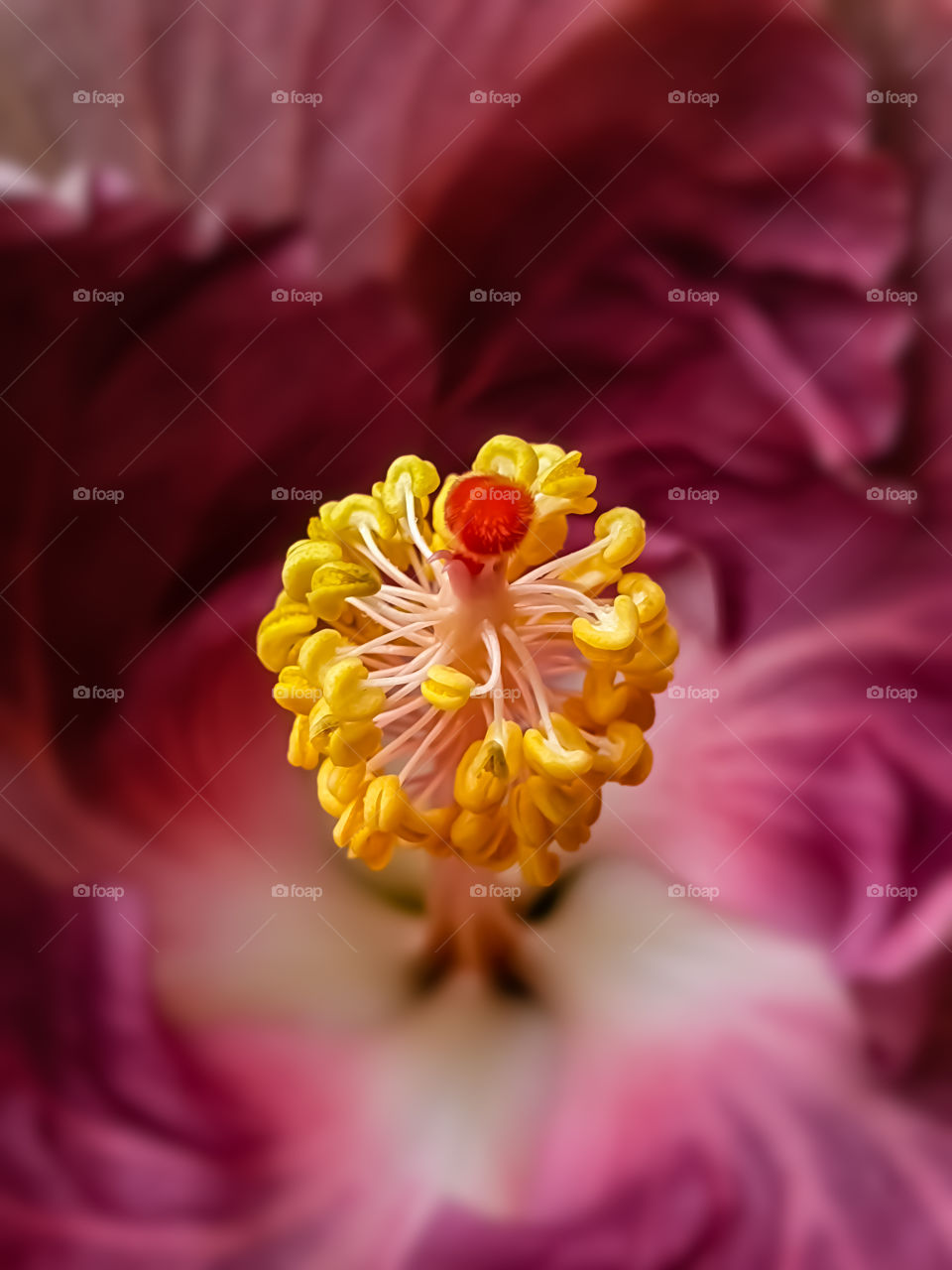 yellow inside of a flower