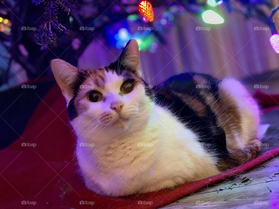 Beautiful calico cat sitting under the Christmas tree 