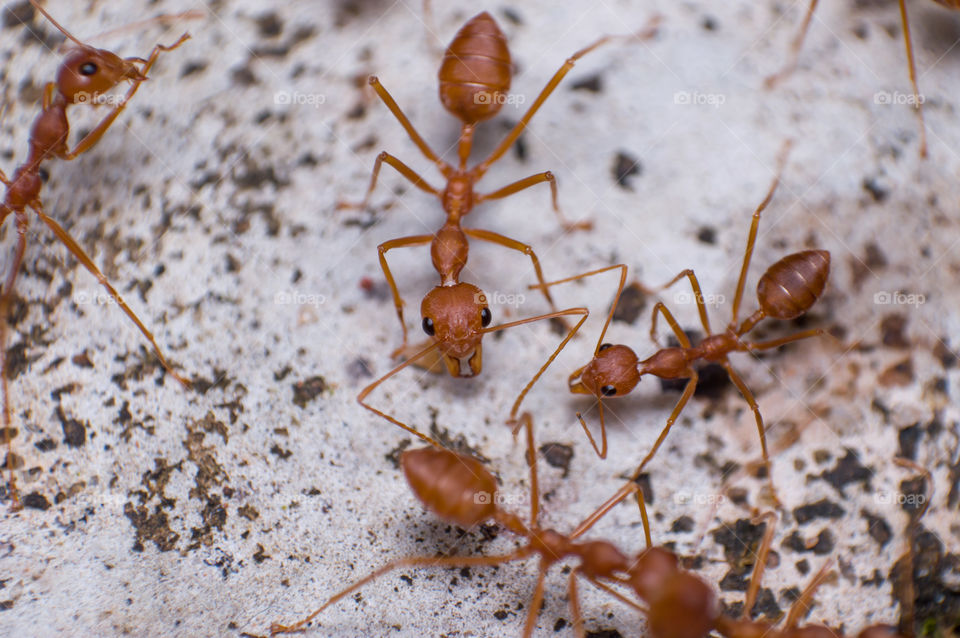 When ant posed to the camera. I think ants were having round table meeting 😃