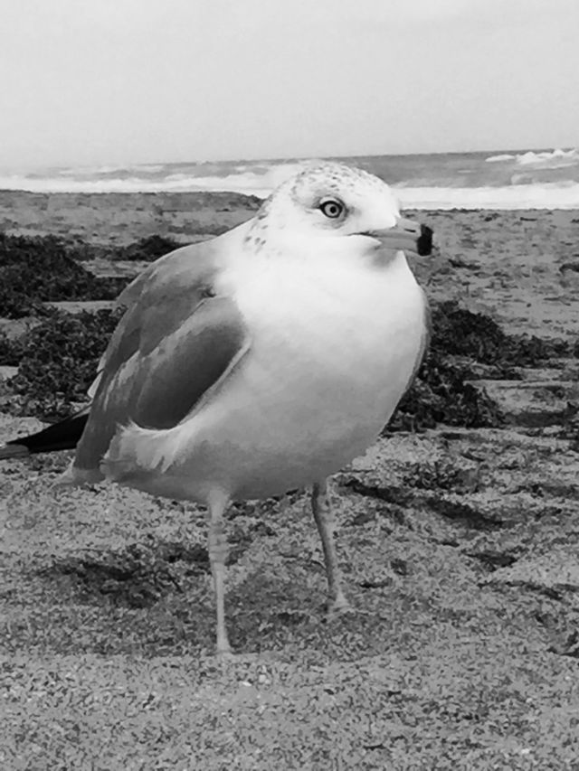 Sea gull.  