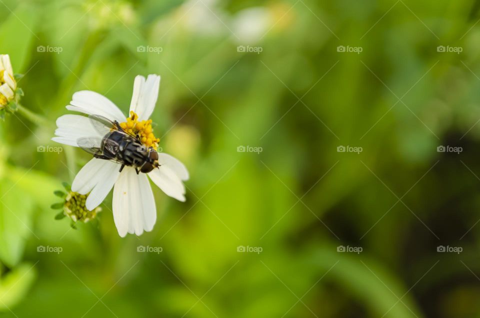 House Fly On Spanish Needle Plant