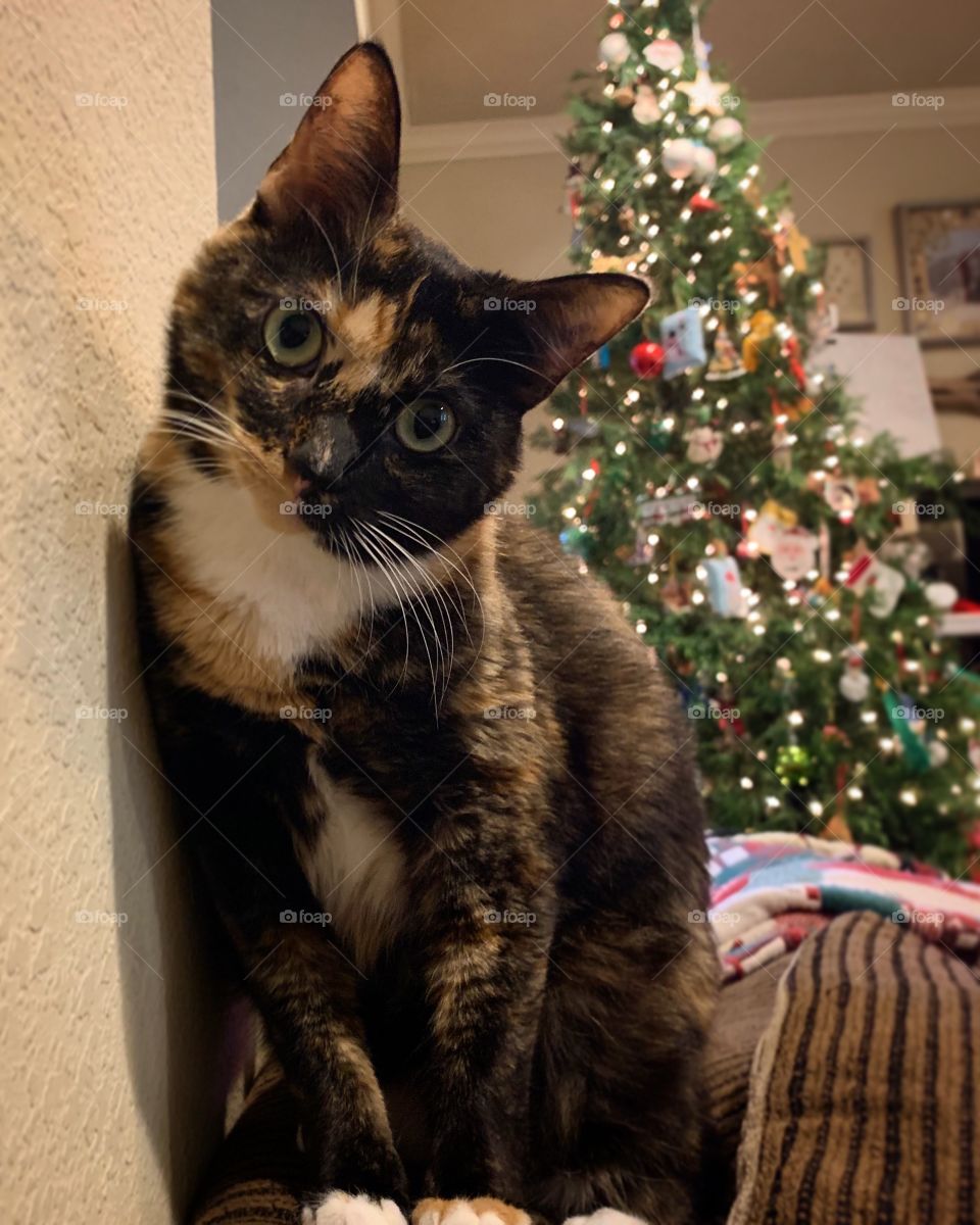 It’s Christmas time! One of my favorite seasons! Itty Bit absolutely LOVES all the decorations! Hasn’t climbed the Christmas tree this year (yet!) 