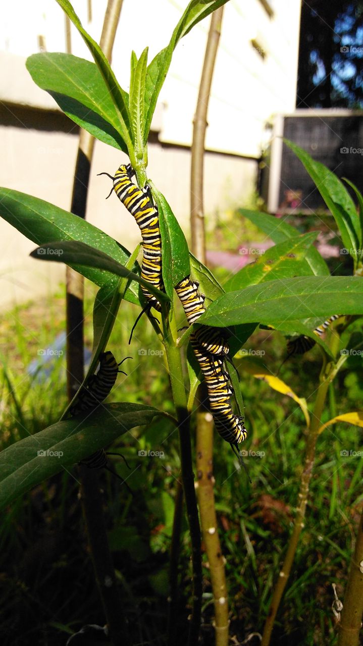 Monarch Caterpillars Feeding