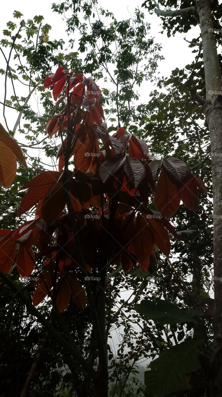 DAS NATUR, NATÜRLICHES LICHT, UMWELT, PFLANZENWELT, SONNENLICHT, BÄUME, BLÜTEZEIT, GUTES WETTER, HIMMELBLAU Haaallooouuu liebe freunde
Woooow! Wunderbar!!!👍👍👍💙
Ich gebe da 5 große sterne ⭐⭐⭐⭐⭐ warum habt Wunderbar ...