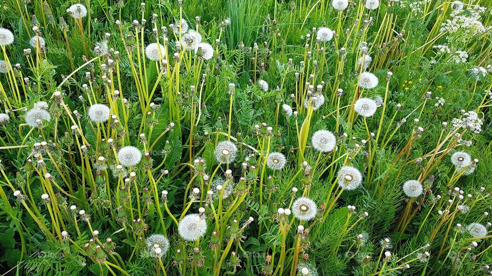 bloomed dandelion