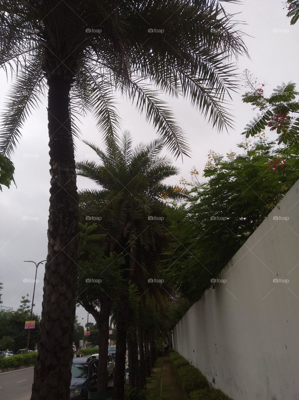 green shurb small size looks very beautiful generally found everywhere seasonal fresh shurb