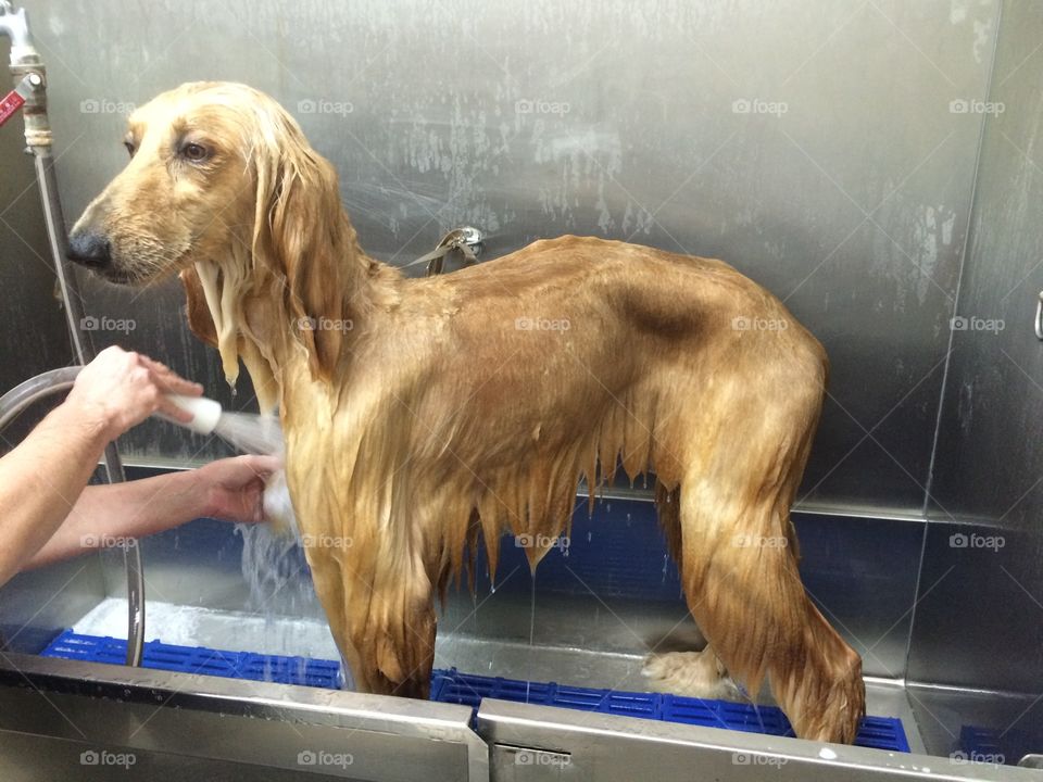 My first bath after being rescued
