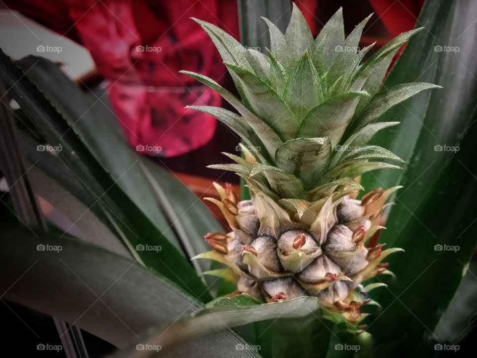 Small Pineapple Plant