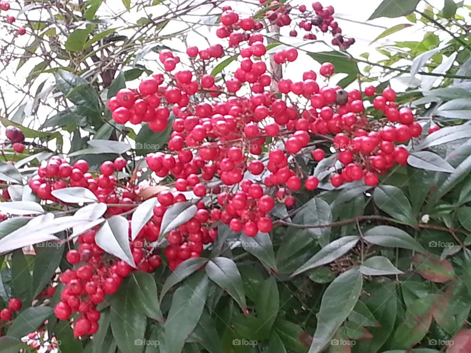 red berries