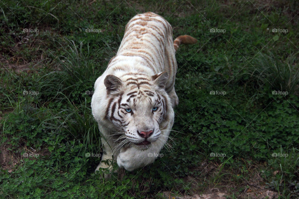 White tiger in attack mode. A white tiger ready to attack the zoo bus in the wild animal zoo, china.